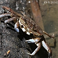 Macrophthalmus pacificus in Rhizophora forest